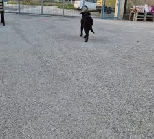 Simun – Mischling, Männchen, 1 Jahr 3 Monate, Nordic Strays e.V. – Foto 5