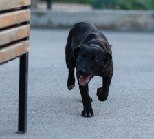 Simun – Mischling, Männchen, 1 Jahr 3 Monate, Nordic Strays e.V. – Foto 7