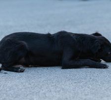 Simun – Mischling, Männchen, 1 Jahr 3 Monate, Nordic Strays e.V. – Foto 8