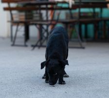 Simun – Mischling, Männchen, 1 Jahr 3 Monate, Nordic Strays e.V. – Foto 9