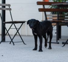 Simun – Mischling, Männchen, 1 Jahr 3 Monate, Nordic Strays e.V. – Foto 10