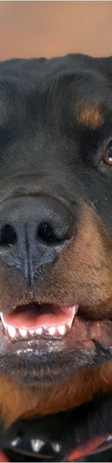 Balu – Rottweiler, Männchen, 3 Jahre 7 Monate, 13057 Berlin – Foto 1