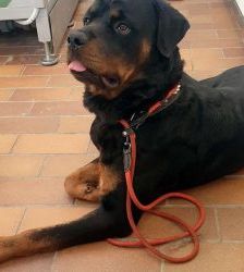Balu – Rottweiler, Männchen, 3 Jahre 7 Monate, 13057 Berlin – Foto 2