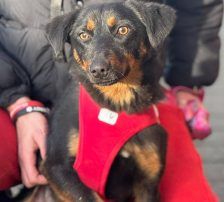 Rita – Terrier – Mischling, Weibchen, Alter unbekannt, Nordic Strays e.V. – Foto 2