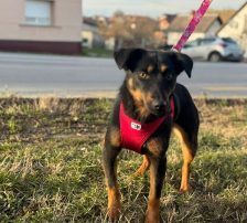 Rita – Terrier – Mischling, Weibchen, Alter unbekannt, Nordic Strays e.V. – Foto 3