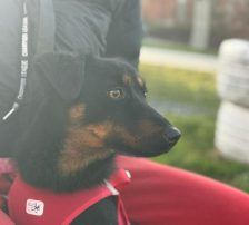 Rita – Terrier – Mischling, Weibchen, Alter unbekannt, Nordic Strays e.V. – Foto 4