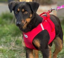 Rita – Terrier – Mischling, Weibchen, Alter unbekannt, Nordic Strays e.V. – Foto 5