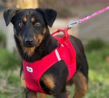 Rita – Terrier – Mischling, Weibchen, Alter unbekannt, Nordic Strays e.V. – Foto 6