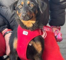 Rita – Terrier – Mischling, Weibchen, Alter unbekannt, Nordic Strays e.V. – Foto 7