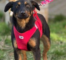 Rita – Terrier – Mischling, Weibchen, Alter unbekannt, Nordic Strays e.V. – Foto 8