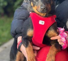 Rita – Terrier – Mischling, Weibchen, Alter unbekannt, Nordic Strays e.V. – Foto 9