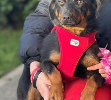 Rita – Terrier – Mischling, Weibchen, Alter unbekannt, Nordic Strays e.V. – Foto 10