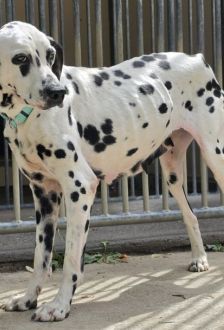 Praline – Dalmatiner, Weibchen, 7 Jahre, 97074 Würzburg – Foto 1