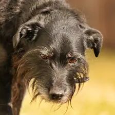 Franz – Schnauzer-Mischling, Männchen, 7 Jahre, 90537 Feucht – Foto 1