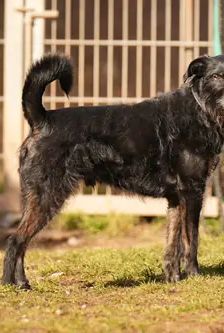 Franz – Schnauzer-Mischling, Männchen, 7 Jahre, 90537 Feucht – Foto 2