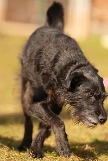 Franz – Schnauzer-Mischling, Männchen, 7 Jahre, 90537 Feucht – Foto 4