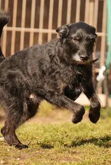 Franz – Schnauzer-Mischling, Männchen, 7 Jahre, 90537 Feucht – Foto 5