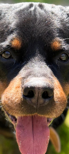 Eros vom Harzer Land – Rottweiler, Männchen, 6 Jahre 3 Monate, 28357 Bremen – Foto 1