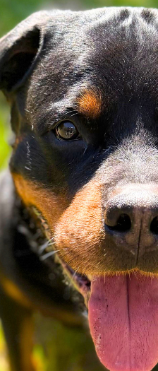 Eros vom Harzer Land – Rottweiler, Männchen, 6 Jahre 3 Monate, 28357 Bremen – Foto 2