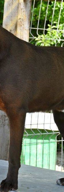 Azorel – Mischling, Männchen, 3 Jahre 2 Monate, 65520 Bad Camberg – Foto 3