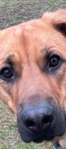 Aslan – Schäferhund-Mix, Männchen, Alter unbekannt, 28357 Bremen – Foto 1