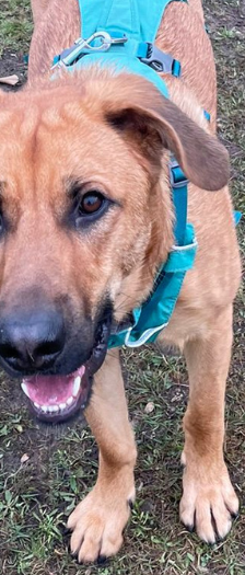 Aslan – Schäferhund-Mix, Männchen, Alter unbekannt, 28357 Bremen – Foto 2