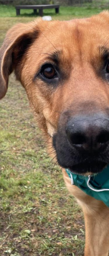 Aslan – Schäferhund-Mix, Männchen, Alter unbekannt, 28357 Bremen – Foto 3