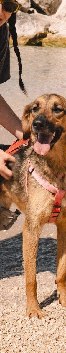 Hanka – Schäferhund Mischling, Weibchen, 3 Jahre, Nordic Strays e.V. – Foto 1