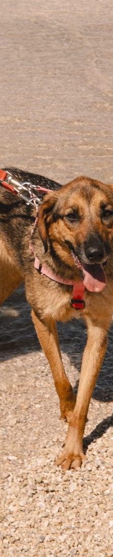 Hanka – Schäferhund Mischling, Weibchen, 3 Jahre, Nordic Strays e.V. – Foto 2