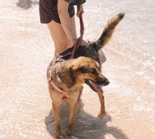 Hanka – Schäferhund Mischling, Weibchen, 3 Jahre, Nordic Strays e.V. – Foto 3