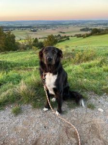Jockey – Mischling, Männchen, 4 Jahre 10 Monate, 97525 Schwebheim – Foto 1