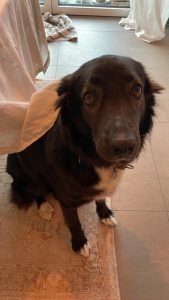 Jockey – Mischling, Männchen, 4 Jahre 10 Monate, 97525 Schwebheim – Foto 2
