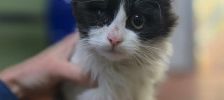 Jockey – Mischling, Männchen, 4 Jahre 10 Monate, 97525 Schwebheim – Foto 3