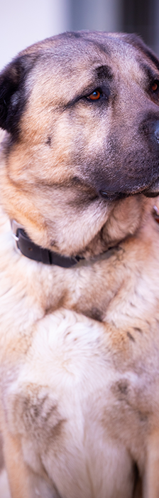 Garib – Kangal, Männchen, 5 Jahre 8 Monate, 28357 Bremen – Foto 2