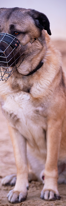 Garib – Kangal, Männchen, 5 Jahre 8 Monate, 28357 Bremen – Foto 4