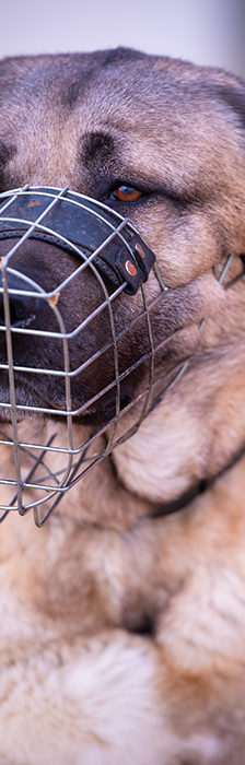Garib – Kangal, Männchen, 5 Jahre 8 Monate, 28357 Bremen – Foto 5