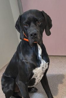 Simba – Pointer-Mix, Männchen, 5 Jahre, 97074 Würzburg – Foto 1