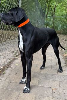 Simba – Pointer-Mix, Männchen, 5 Jahre, 97074 Würzburg – Foto 2