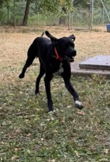Simba – Pointer-Mix, Männchen, 5 Jahre, 97074 Würzburg – Foto 3