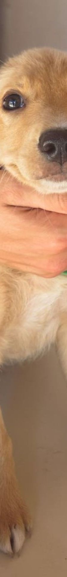 Nori – Mischling, Männchen, 3 Monate, Nordic Strays e.V. – Foto 1