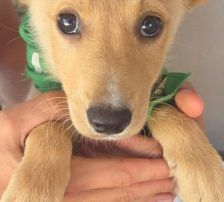 Nori – Mischling, Männchen, 3 Monate, Nordic Strays e.V. – Foto 4