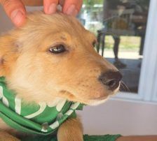 Nori – Mischling, Männchen, 3 Monate, Nordic Strays e.V. – Foto 5