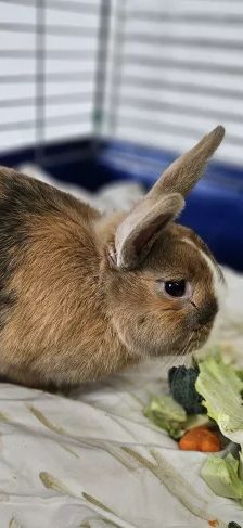 Daichi – Zwergkaninchen, Männchen, 1 Jahr, 26389 Wilhelmshaven – Foto 1
