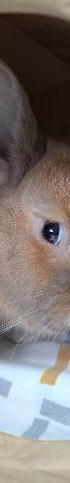 Daichi – Zwergkaninchen, Männchen, 1 Jahr, 26389 Wilhelmshaven – Foto 10