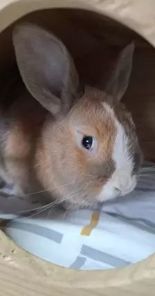 Daichi – Zwergkaninchen, Männchen, 1 Jahr, 26389 Wilhelmshaven – Foto 11