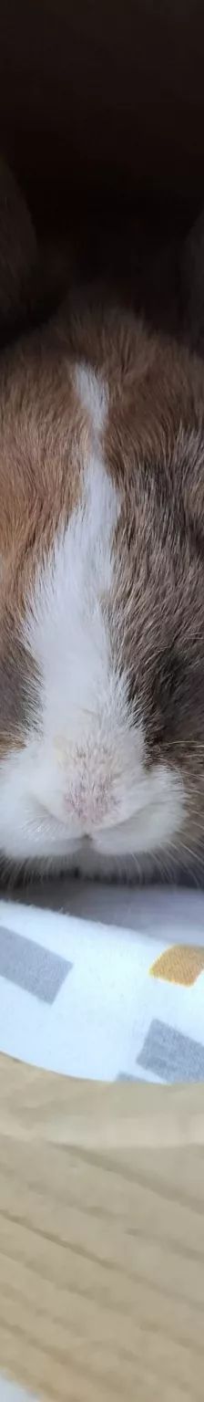 Daichi – Zwergkaninchen, Männchen, 1 Jahr, 26389 Wilhelmshaven – Foto 12