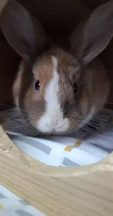 Daichi – Zwergkaninchen, Männchen, 1 Jahr, 26389 Wilhelmshaven – Foto 13