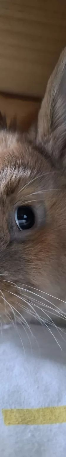 Daichi – Zwergkaninchen, Männchen, 1 Jahr, 26389 Wilhelmshaven – Foto 14
