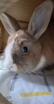 Daichi – Zwergkaninchen, Männchen, 1 Jahr, 26389 Wilhelmshaven – Foto 15