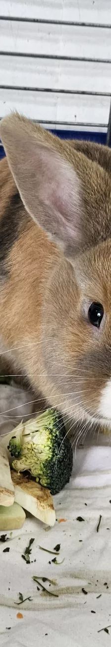 Daichi – Zwergkaninchen, Männchen, 1 Jahr, 26389 Wilhelmshaven – Foto 2